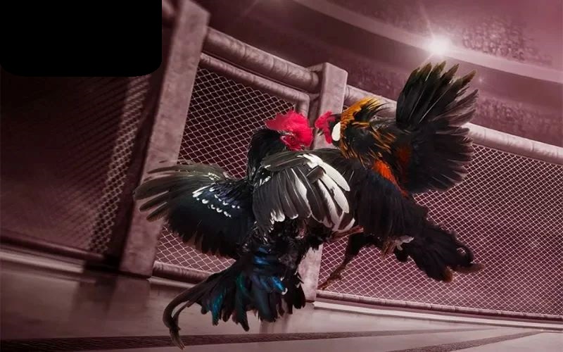 Đá Gà GA28 1 Luật chơi và tỷ lệ cược trong từng cửa cược Đá Gà GA28