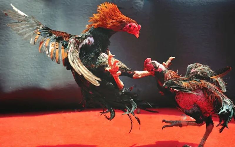 Đá Gà Sabong 1 K.O hay “Knock Out” là thuật ngữ gà bị hạ gục hoàn toàn