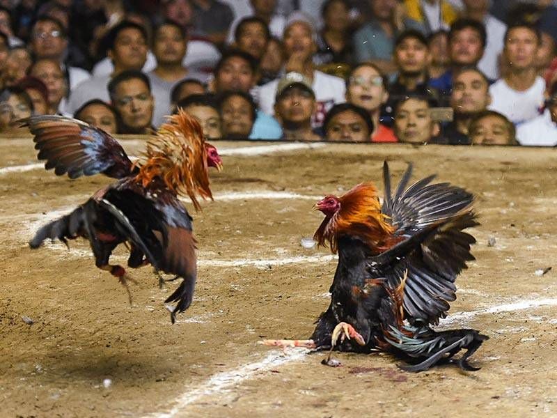 Đá Gà Sabong 2 Cách chọn gà thông minh khi thi đấu Đá Gà Sabong